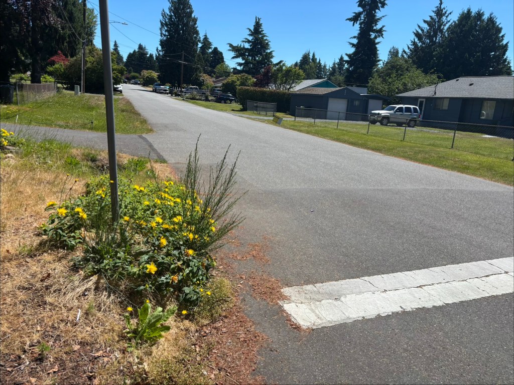 A view of a residential street with grass and yellow flowers in the foreground, and houses and trees in the background.